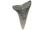Fossil Mako Tooth - Lee Creek (Aurora), NC #220153-1